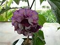 Datura double purple 